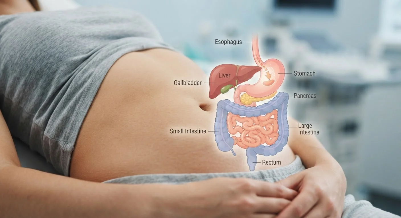 Illustrated diagram of the human digestive system overlaid on a calm, neutral background
